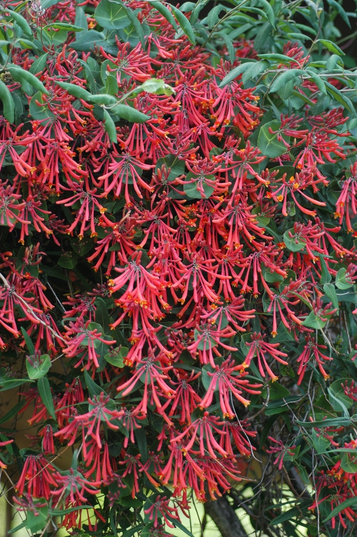 Major Wheeler Honeysuckle Vine