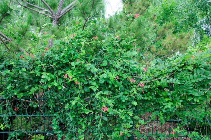 Major Wheeler Honeysuckle Vine