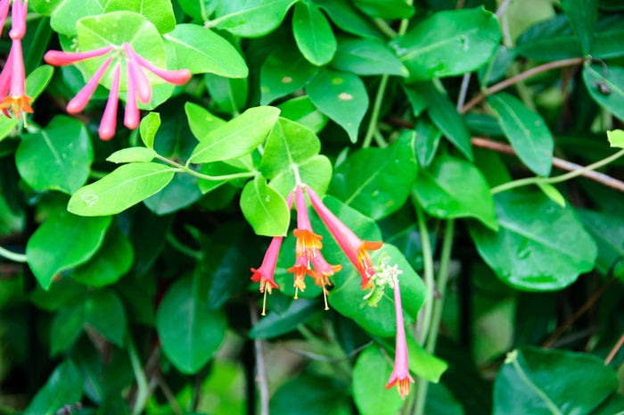 Major Wheeler Honeysuckle Vine