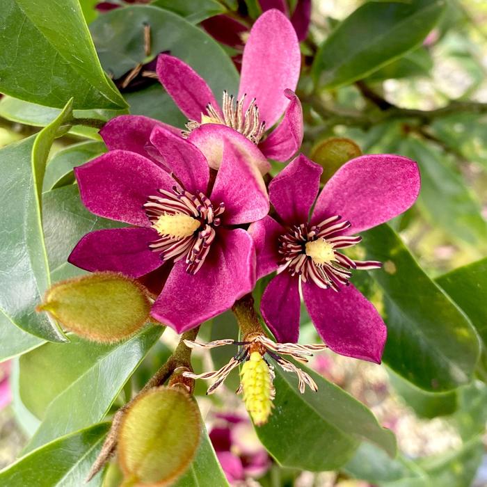 Stellar Ruby Mangolia