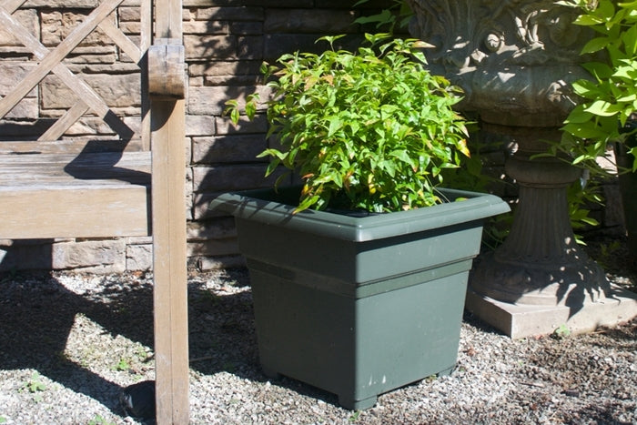 Firepower Heavenly Bamboo