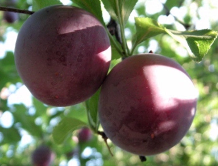 Santa Rosa Plum