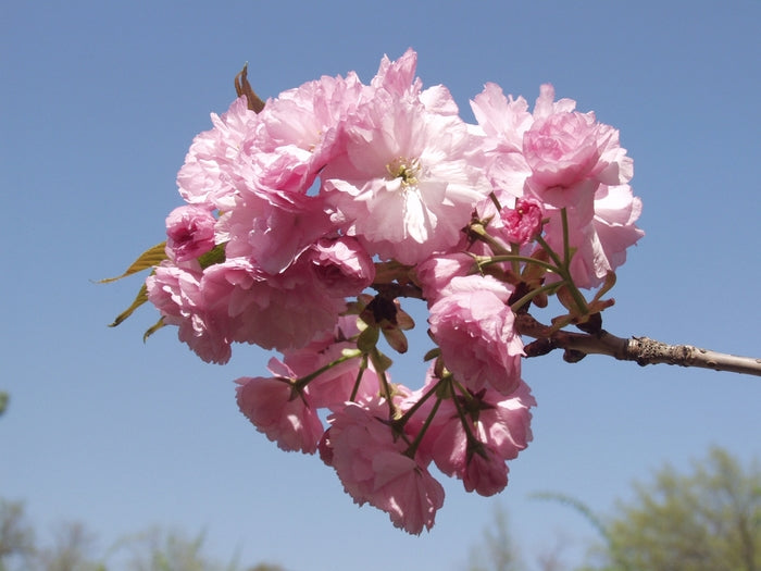 Kwanzan Flowering Cherry