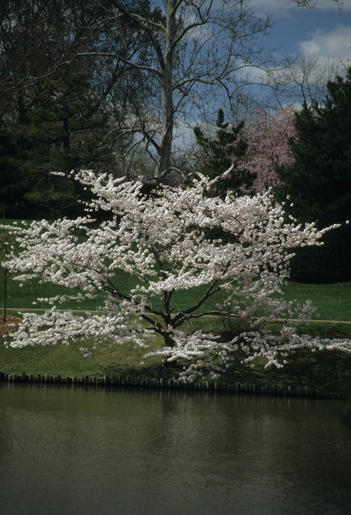 Yoshino Cherry
