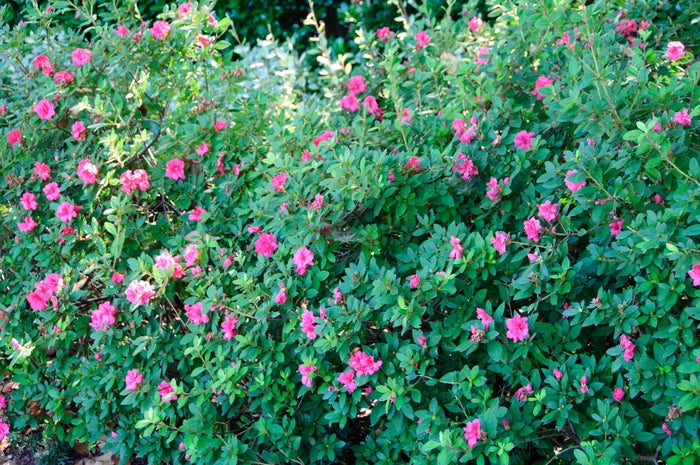 Encore® Autumn Rouge®