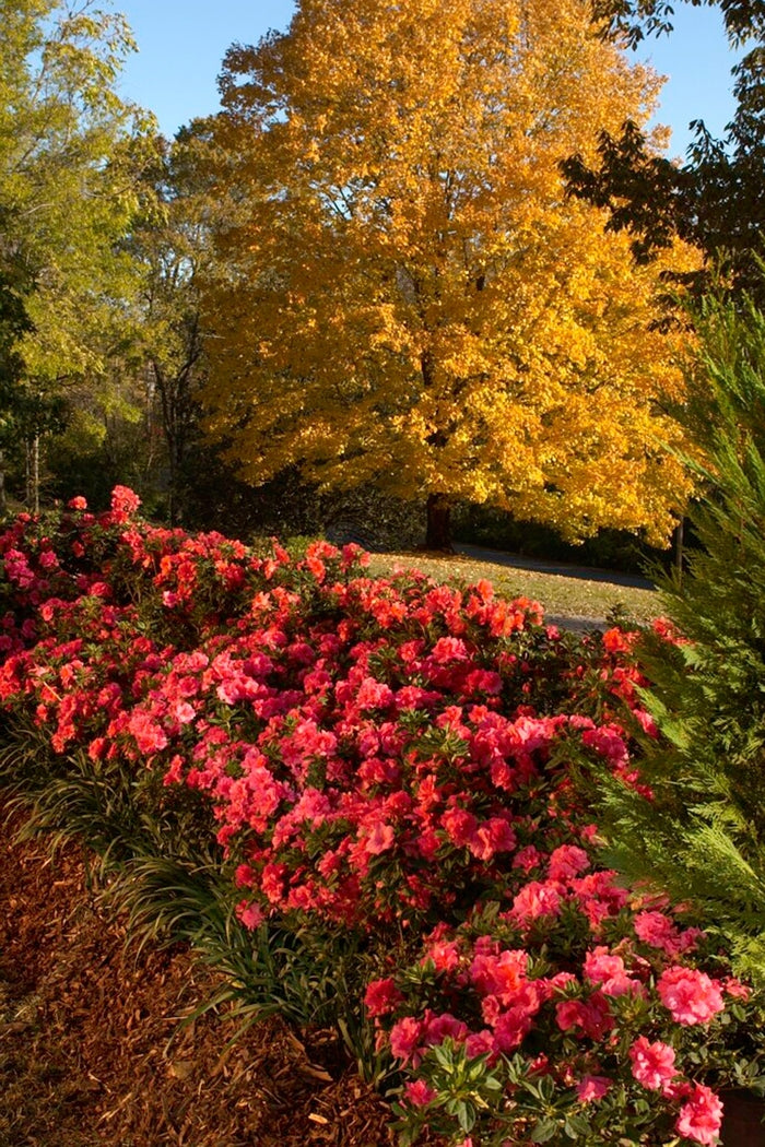 Encore® Autumn Empress™