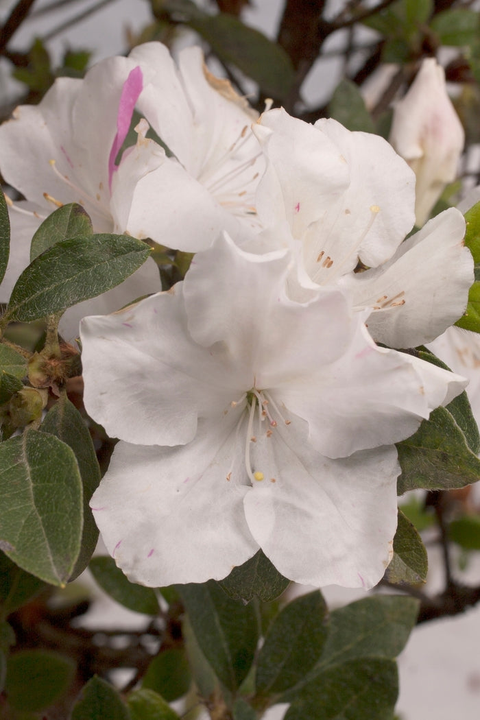 Encore® Autumn Lily®