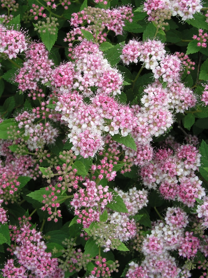 Little Princess Spirea