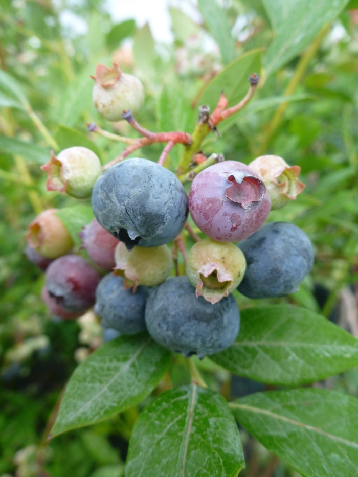 Legacy Blueberry