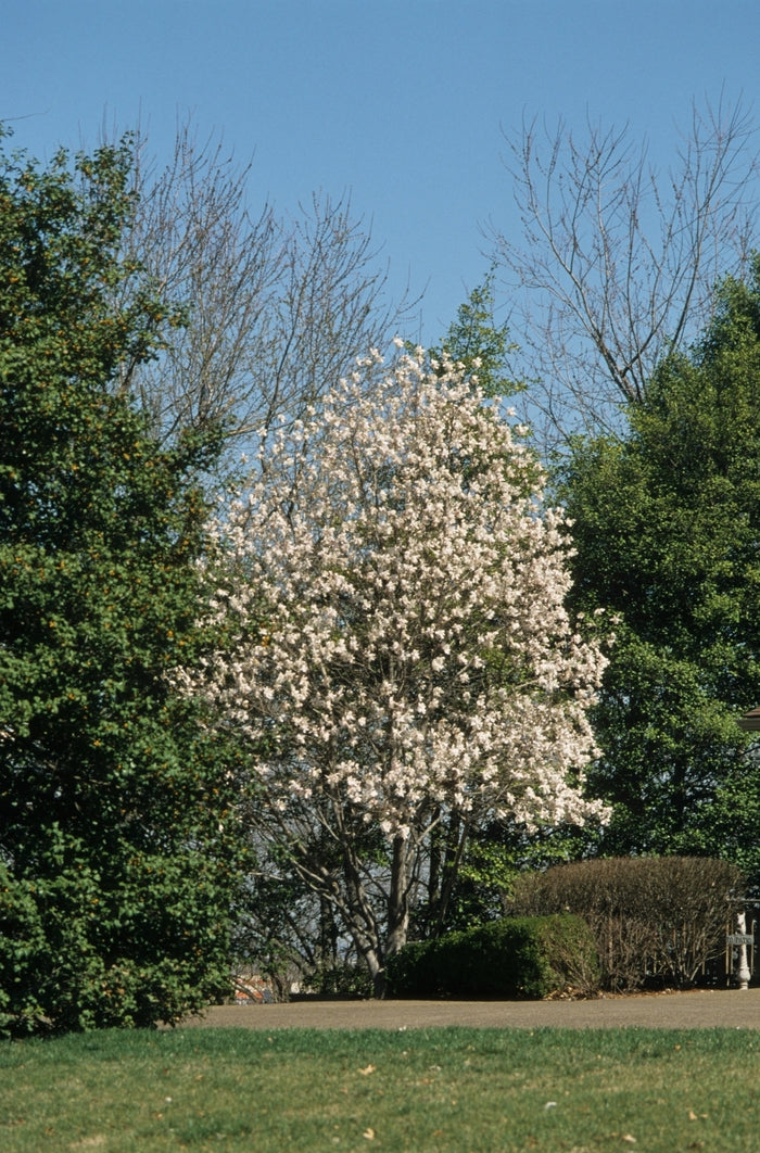 Star Magnolia