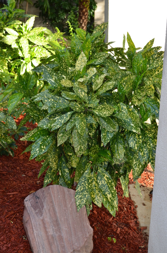 Gold Dust Gold Dust Aucuba