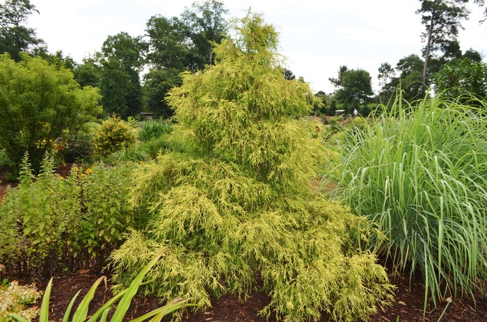 Lemon Twist Hinoki Falsecypress