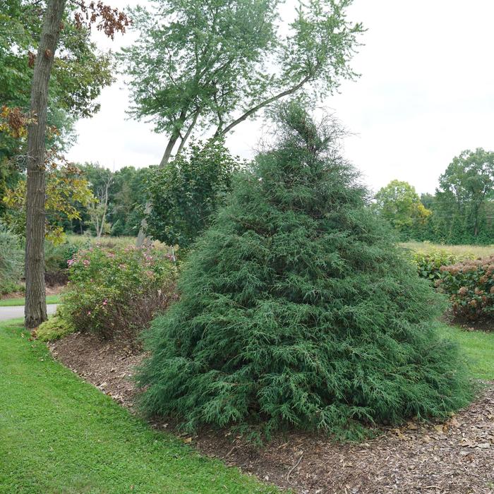 Haywire® False Cypress