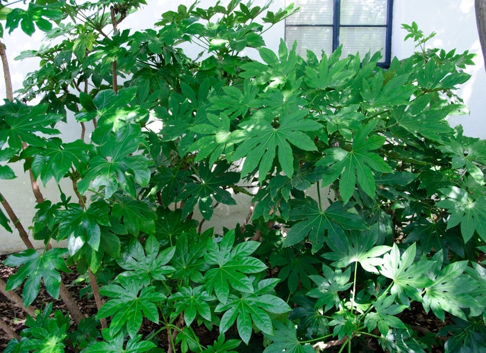 Japanese Aralia