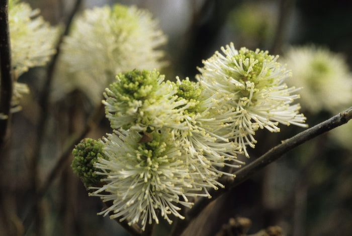 Mount Airy Mount Airy Fothergilla