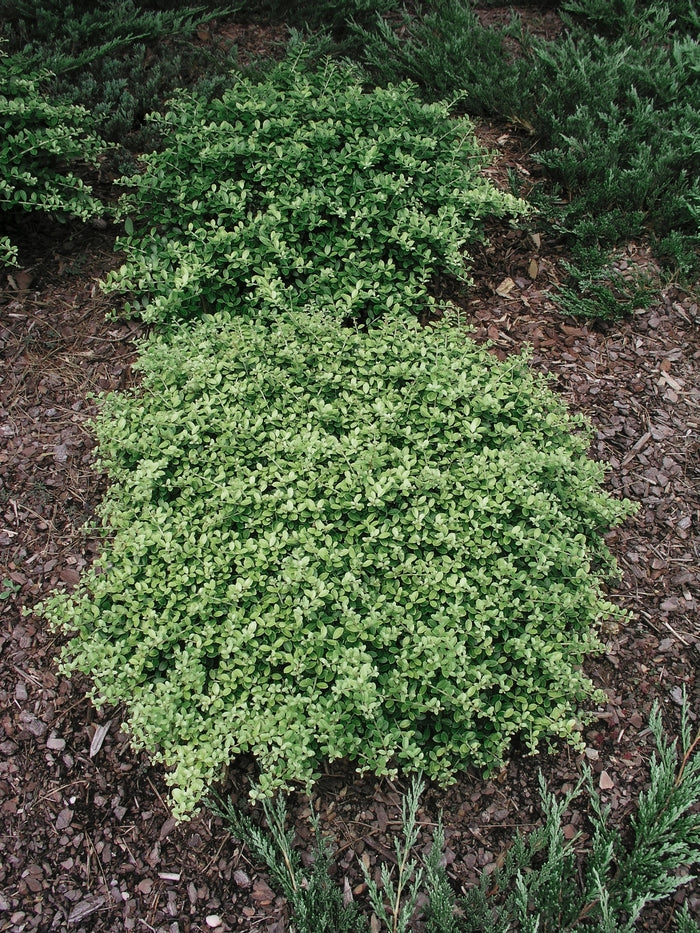 Helleri Japanese Holly