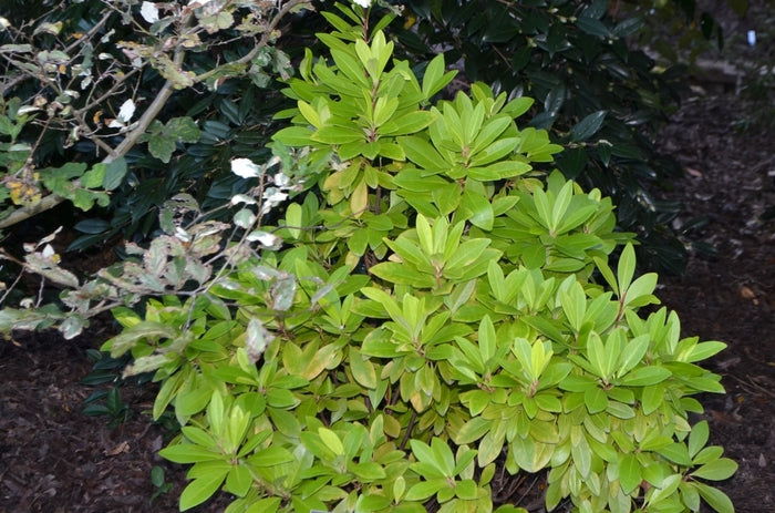 Florida Sunshine Florida Anise