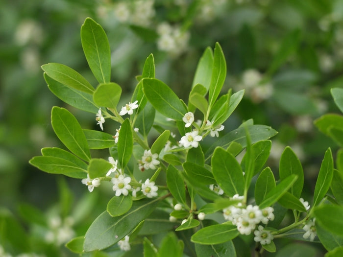 Inkberry Holly