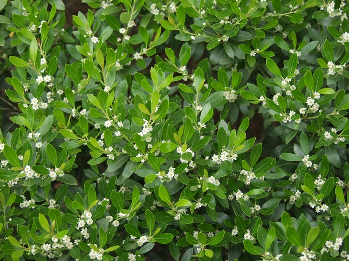 Inkberry Holly