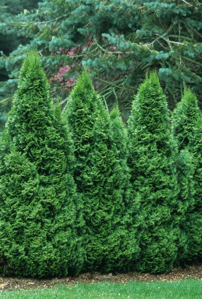 Emerald Arborvitae