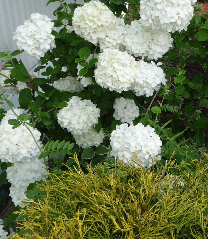 Sterile Chinese Snowball Viburnum