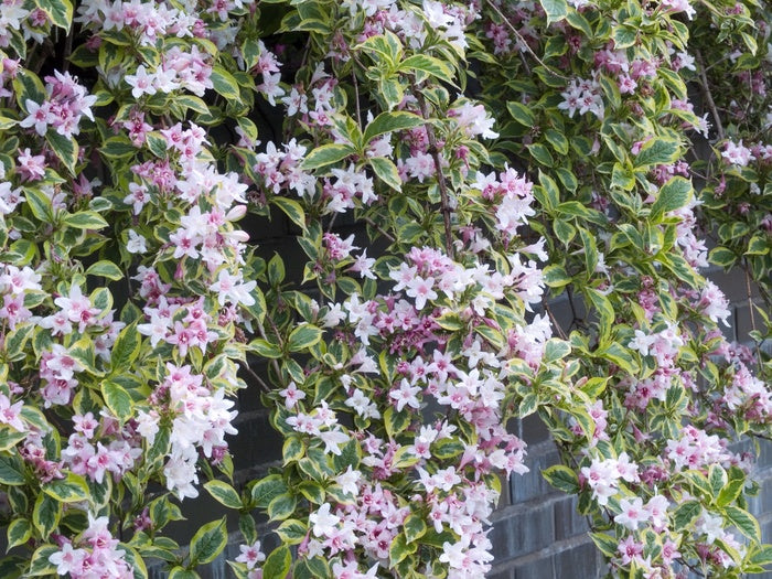 Variegata Variegated Old Fashioned Weigela