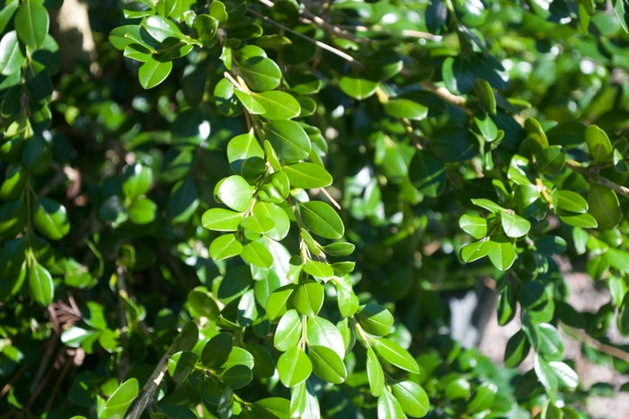 Unraveled American Boxwood