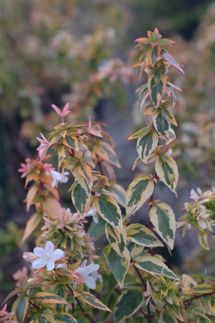 Kaleidoscope Glossy Abelia