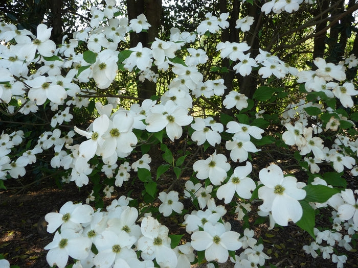 Flowering Dogwood