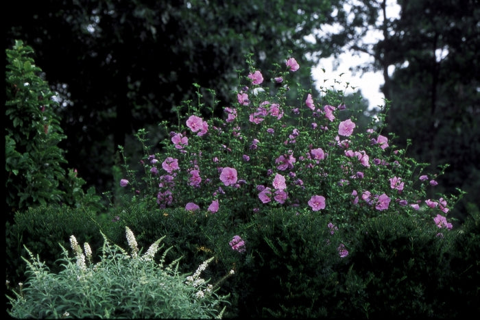 Lavender Chiffon® Rose Of Sharon