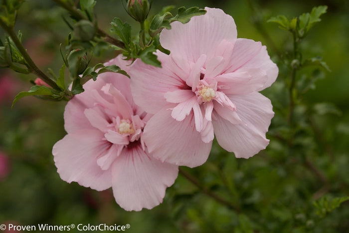 Pink Chiffon® Rose Of Sharon