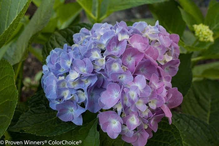 Lets Dance® Blue Jangles®