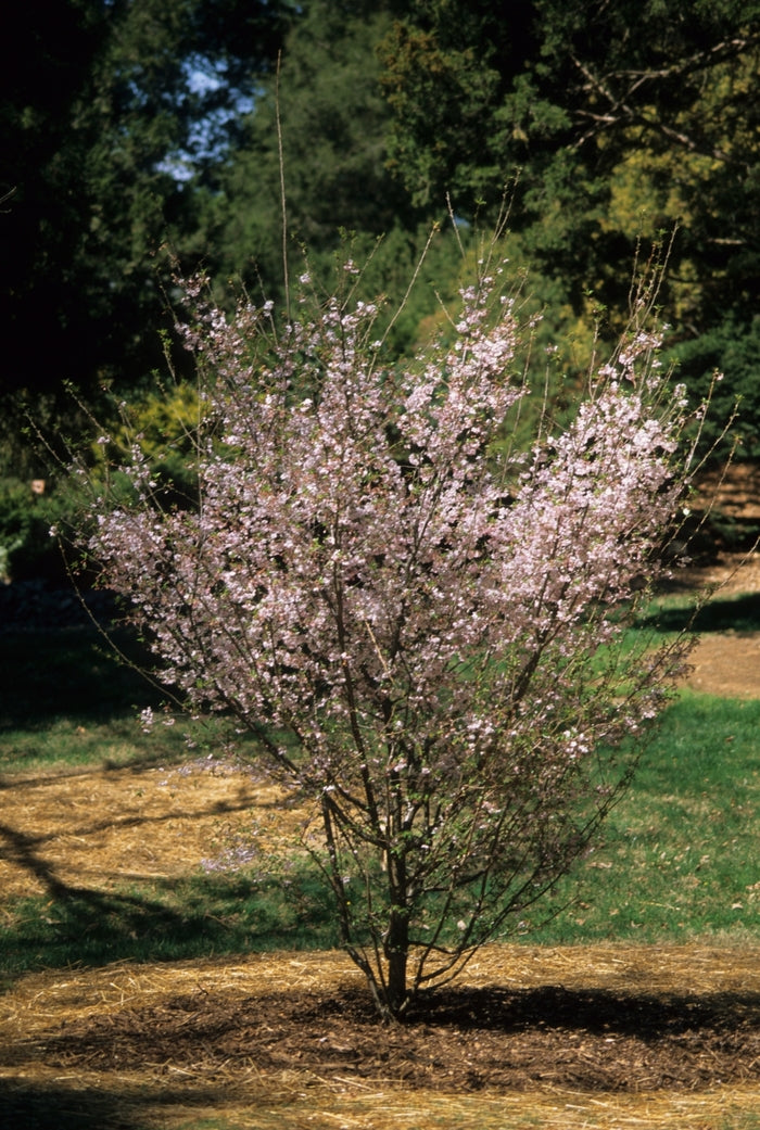 Weeping Cherry