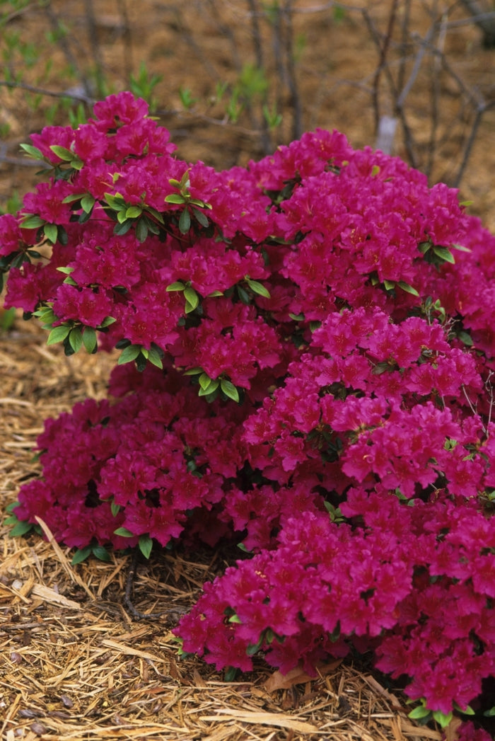 Girard's Fuchsia Azalea