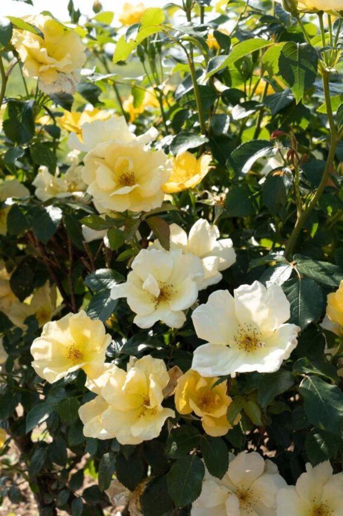 Knock Out® Easy Bee-zy™ Rose