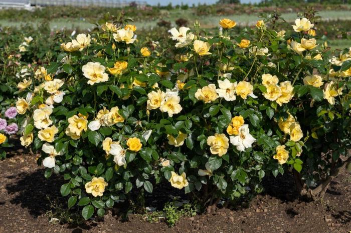Knock Out® Easy Bee-zy™ Rose