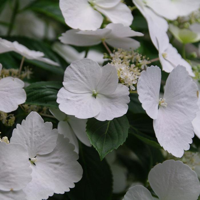Fairytrail Bride™ Cascade Hydrangea