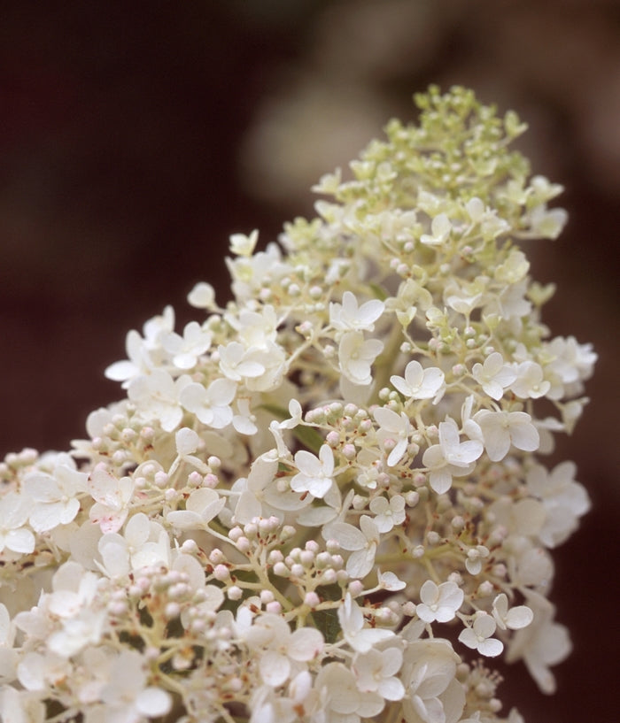 Little Lamb Panicle Hydrangea