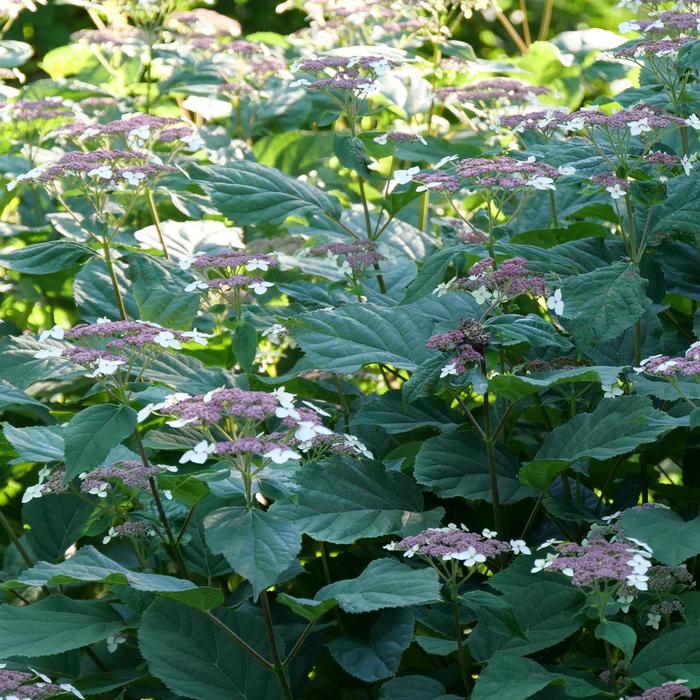 Smooth Hydrangea