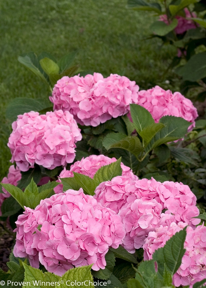 Lets Dance® Big Easy®