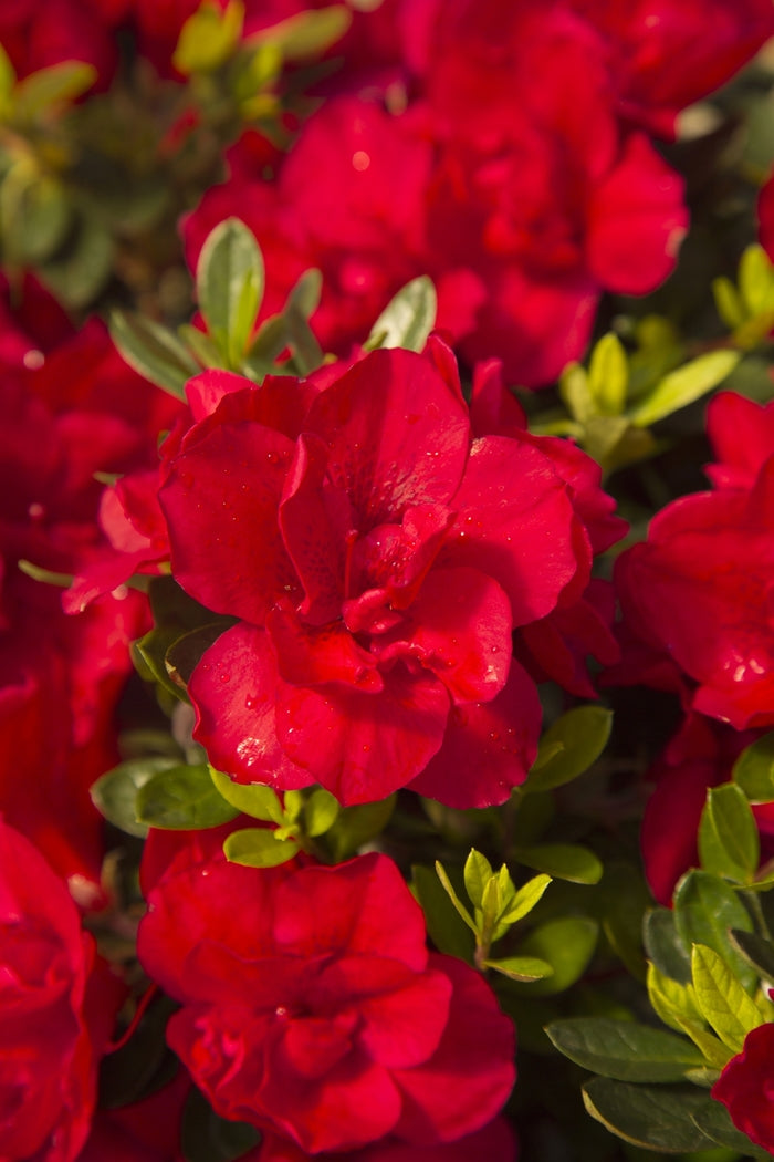 Encore® Autumn Bonfire®