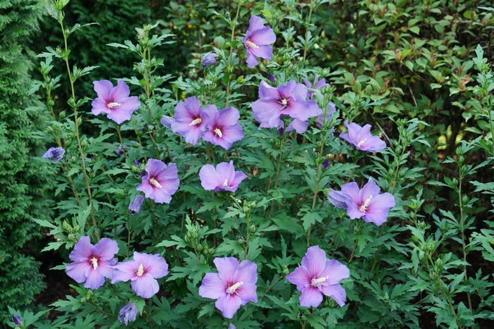 Rose of Sharon