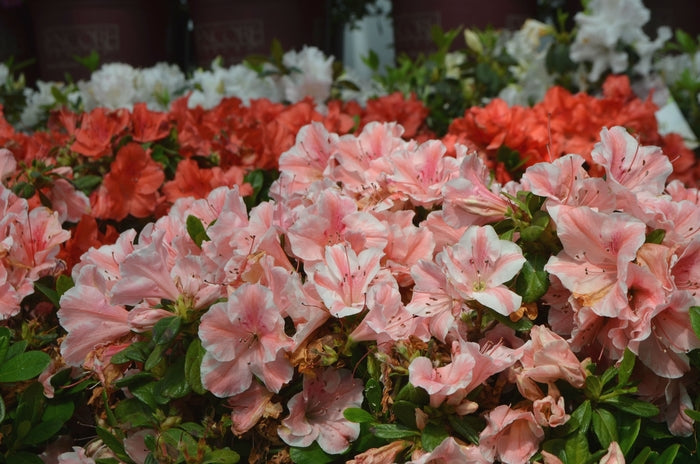 Encore® Autumn Sunburst®