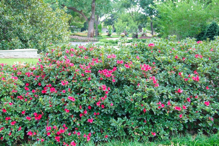 Encore® Autumn Ruby®