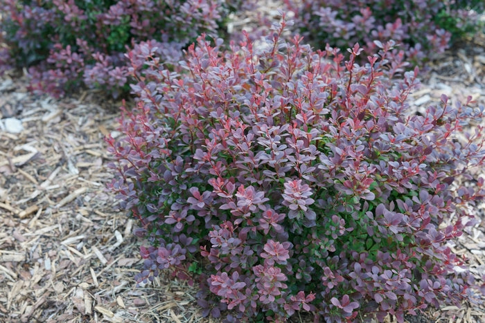 Sunjoy Todo® Barberry