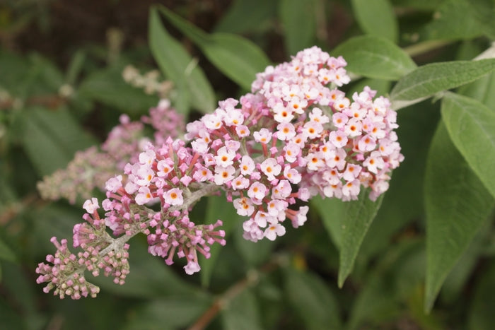 Inspired Pink® Butterfly Bush