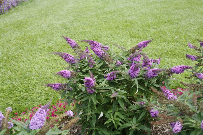 Pugster Periwinkle® Butterfly Bush
