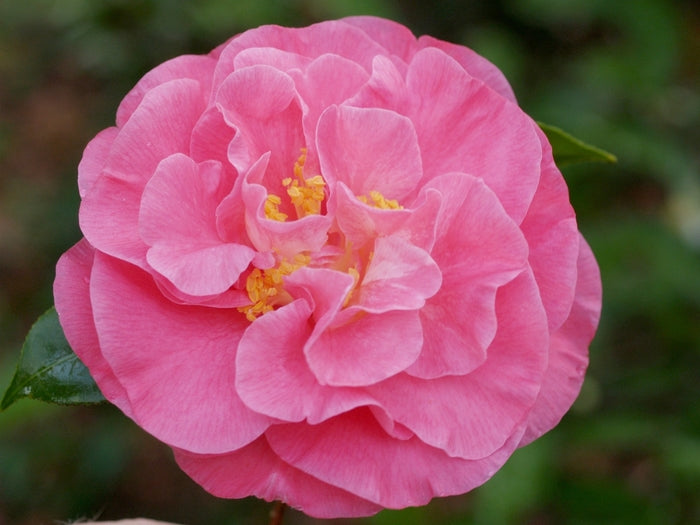 Marie Bracey Marie Bracey Camellia