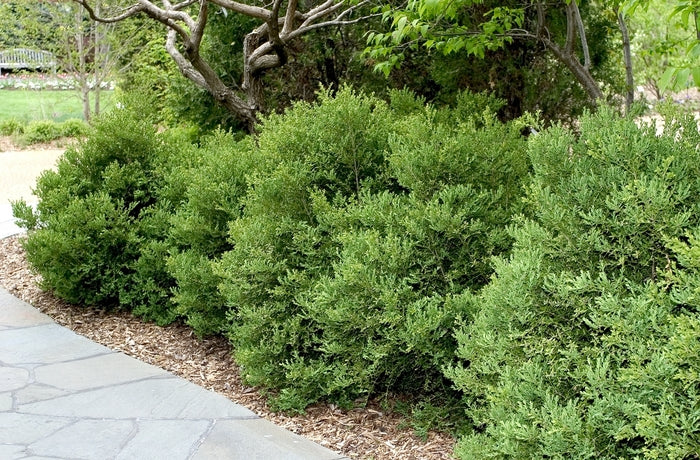 Wintergreen Boxwood