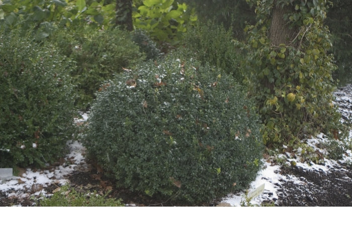 North Star® Boxwood